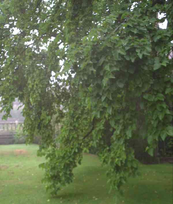 Branch 
