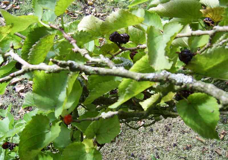 Branch 