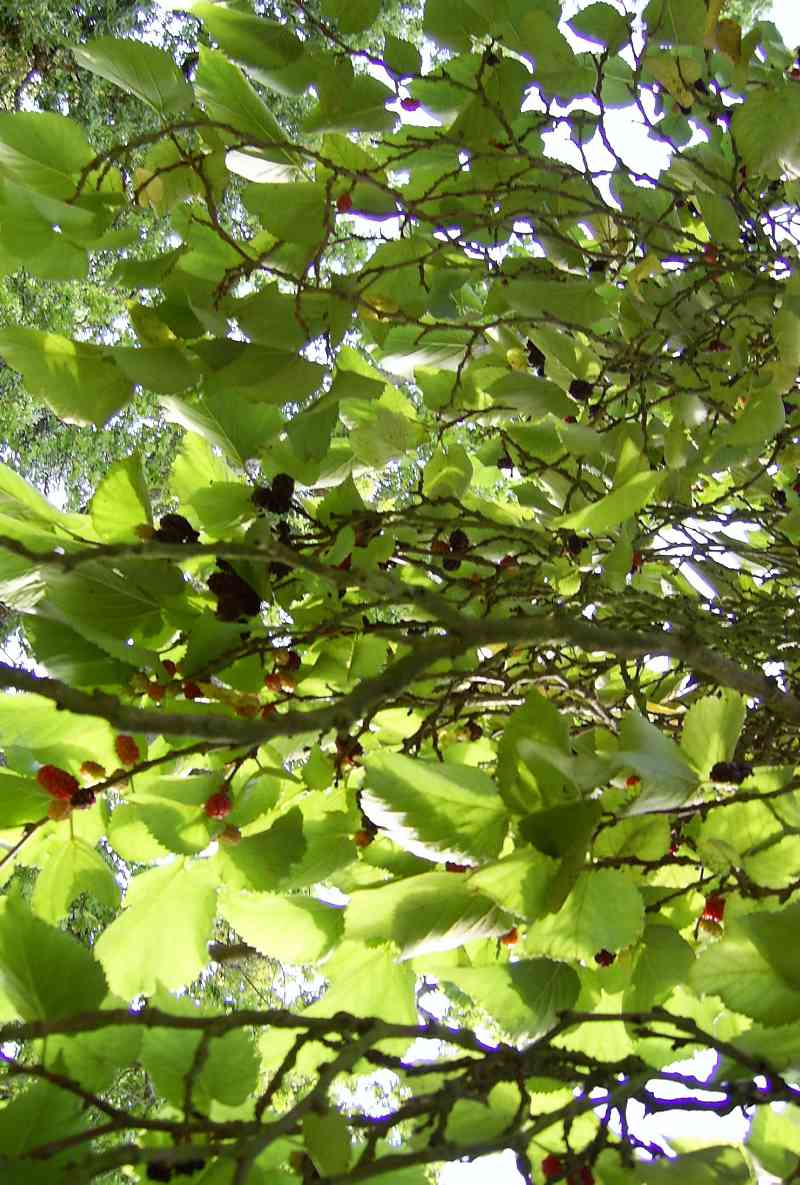 Branch 