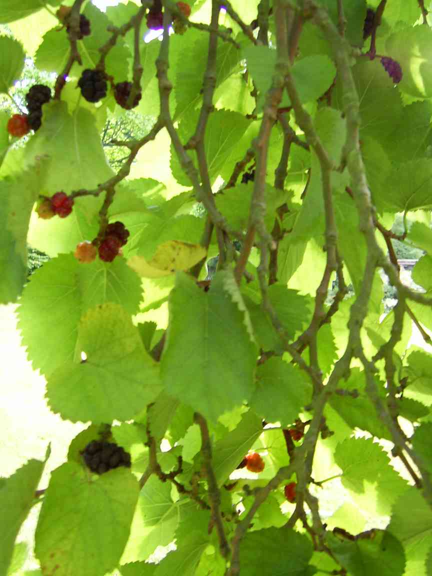 Fruit 