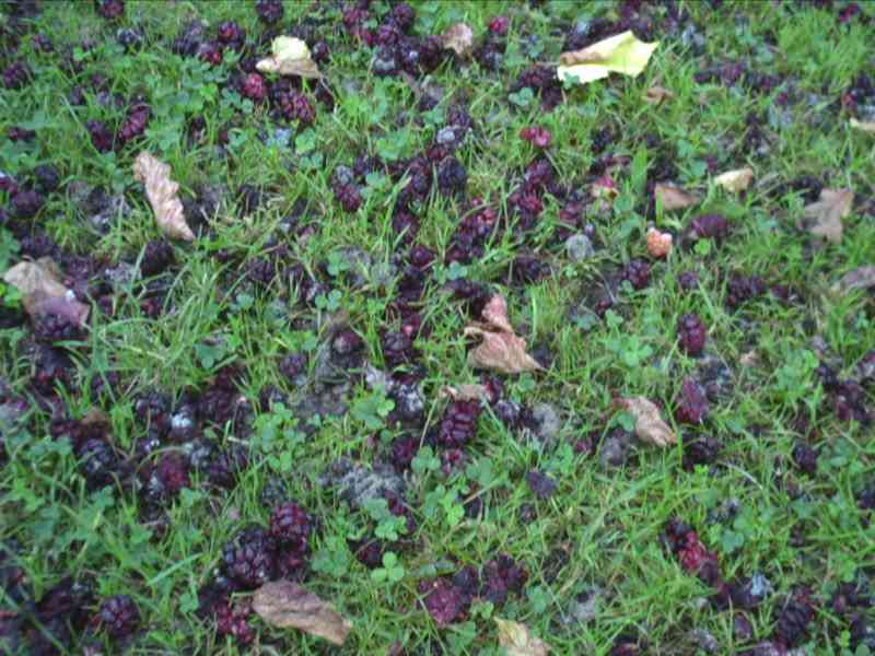Ground 