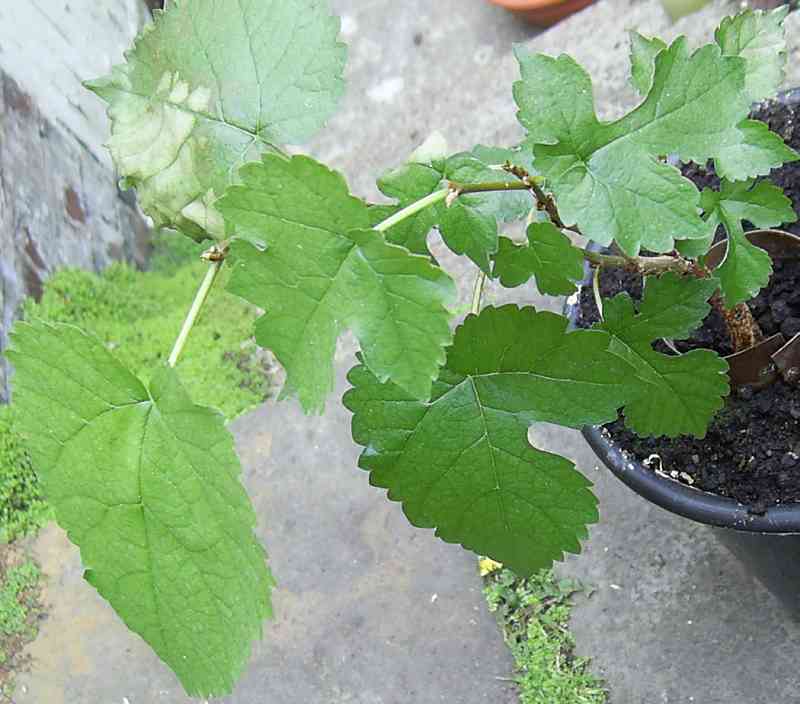 Young plant 