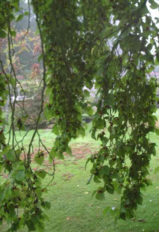 Inside the tree 
