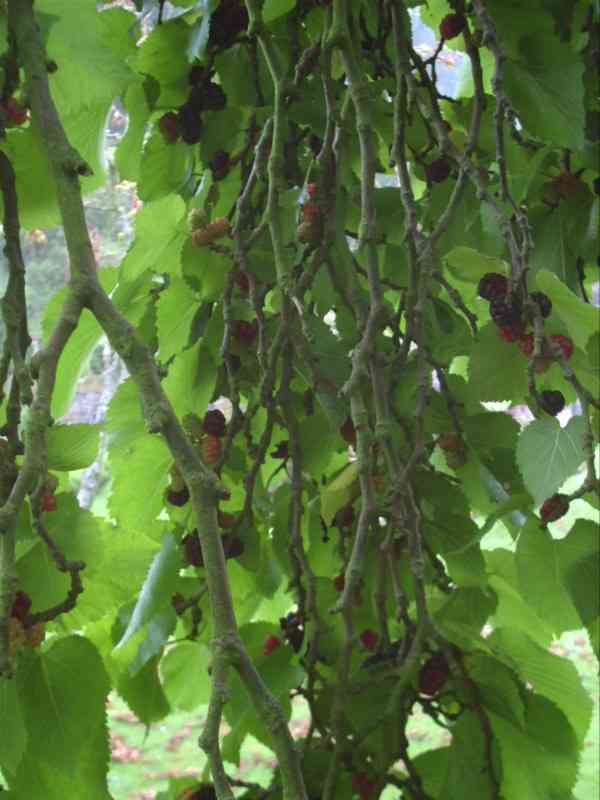 Inside the tree 