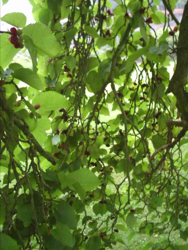Inside the tree 