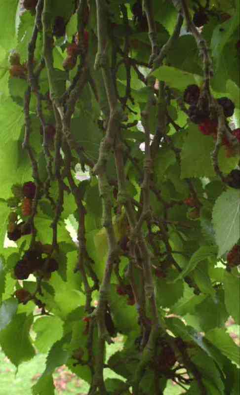 Inside the tree 