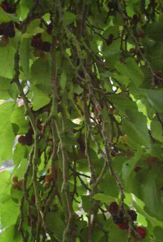 Inside the tree 