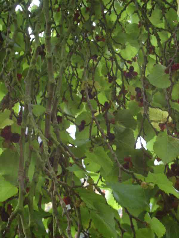 Inside the tree 