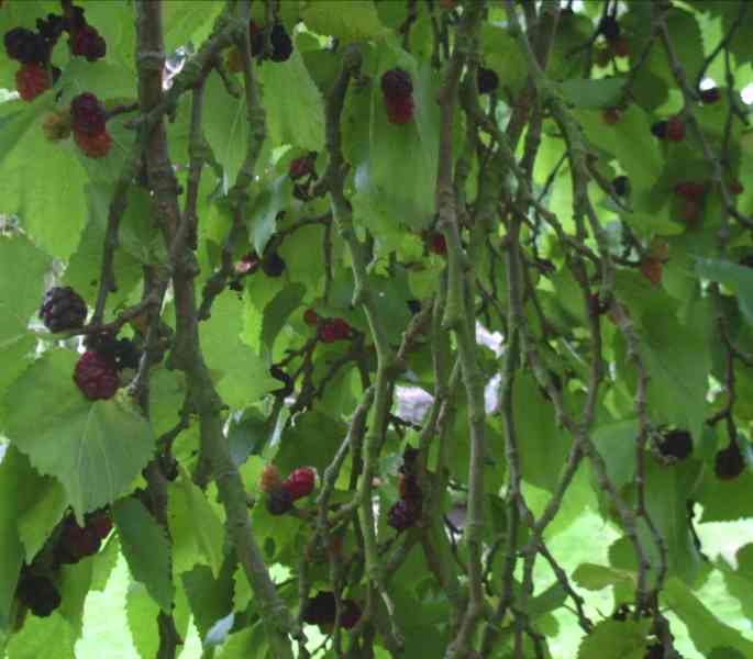 Inside the tree 