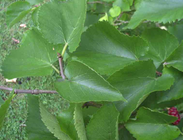 Leaf detail 