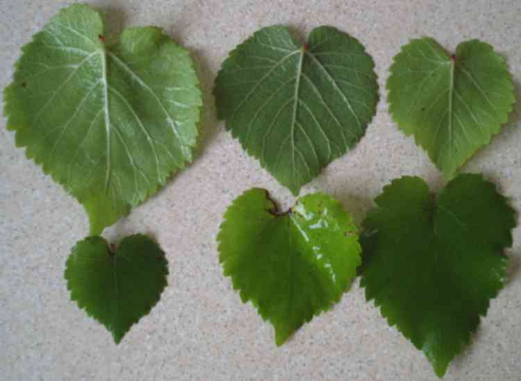 Leaf detail 