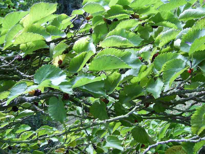 Leaves 