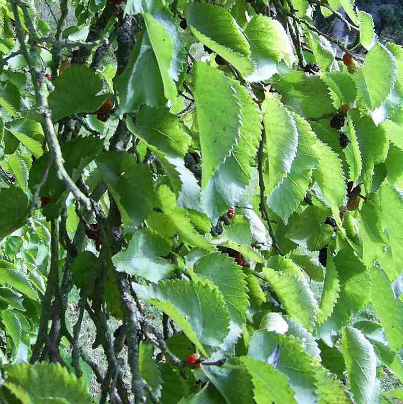 Leaves 