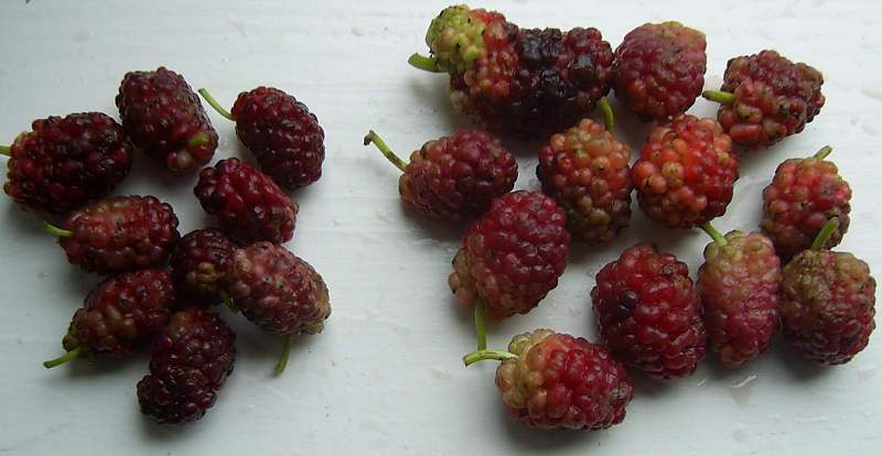 Morus alba berries 