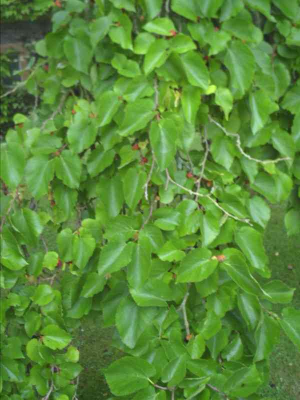 Tree exterior 
