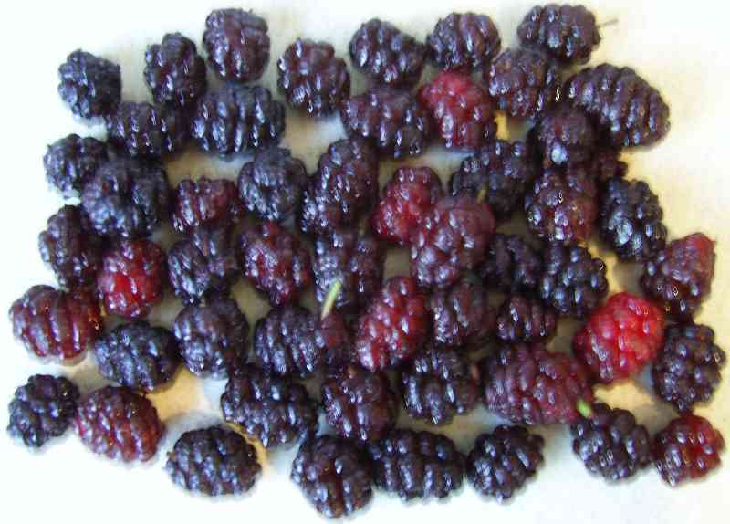 Berries 