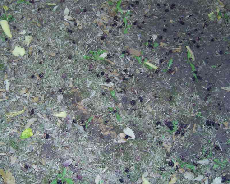 Ground 