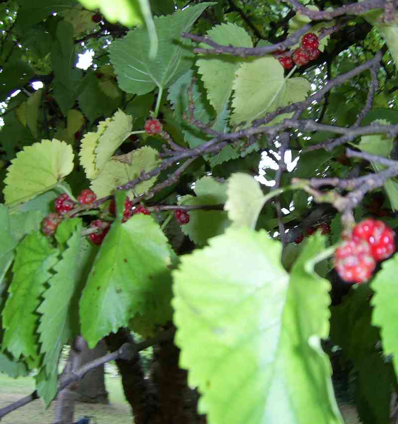 Leaves 