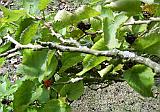 Branch 
