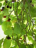Fruit 