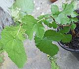 Young plant 