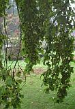 Inside the tree 
