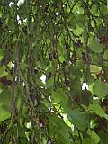 Inside the tree 