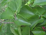 Leaf detail 