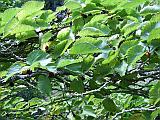 Leaves 