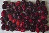 Berries 