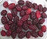Berries 