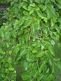 Tree exterior 