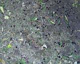 Ground 