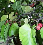 Leaves 